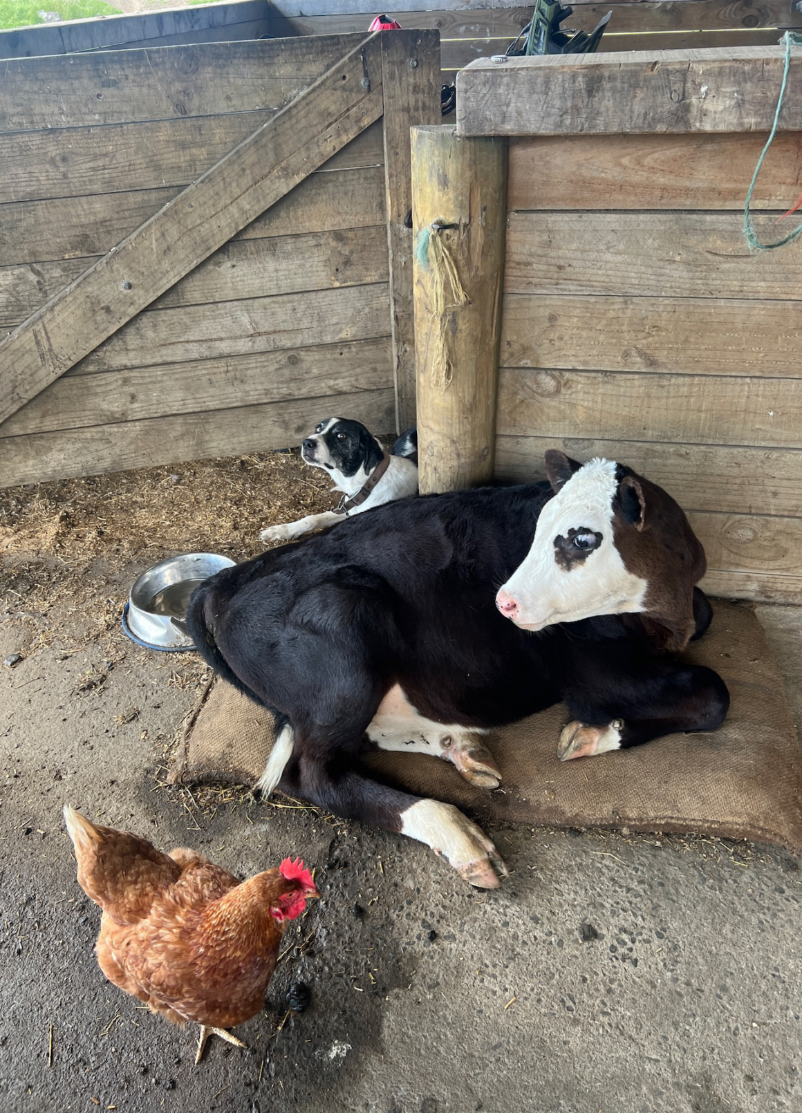 Poor Flash, our heading dog,
has had to give her bed away to
a calf who found a comfy spot!